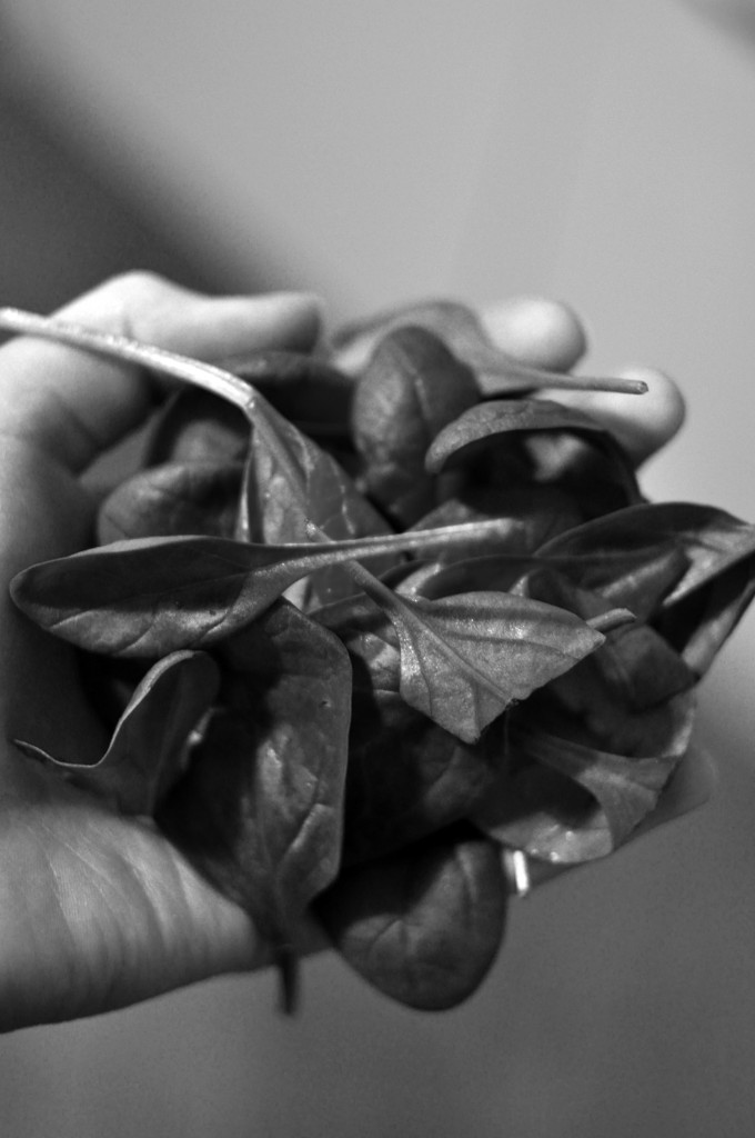 spinatblätter schwarz-weiß
