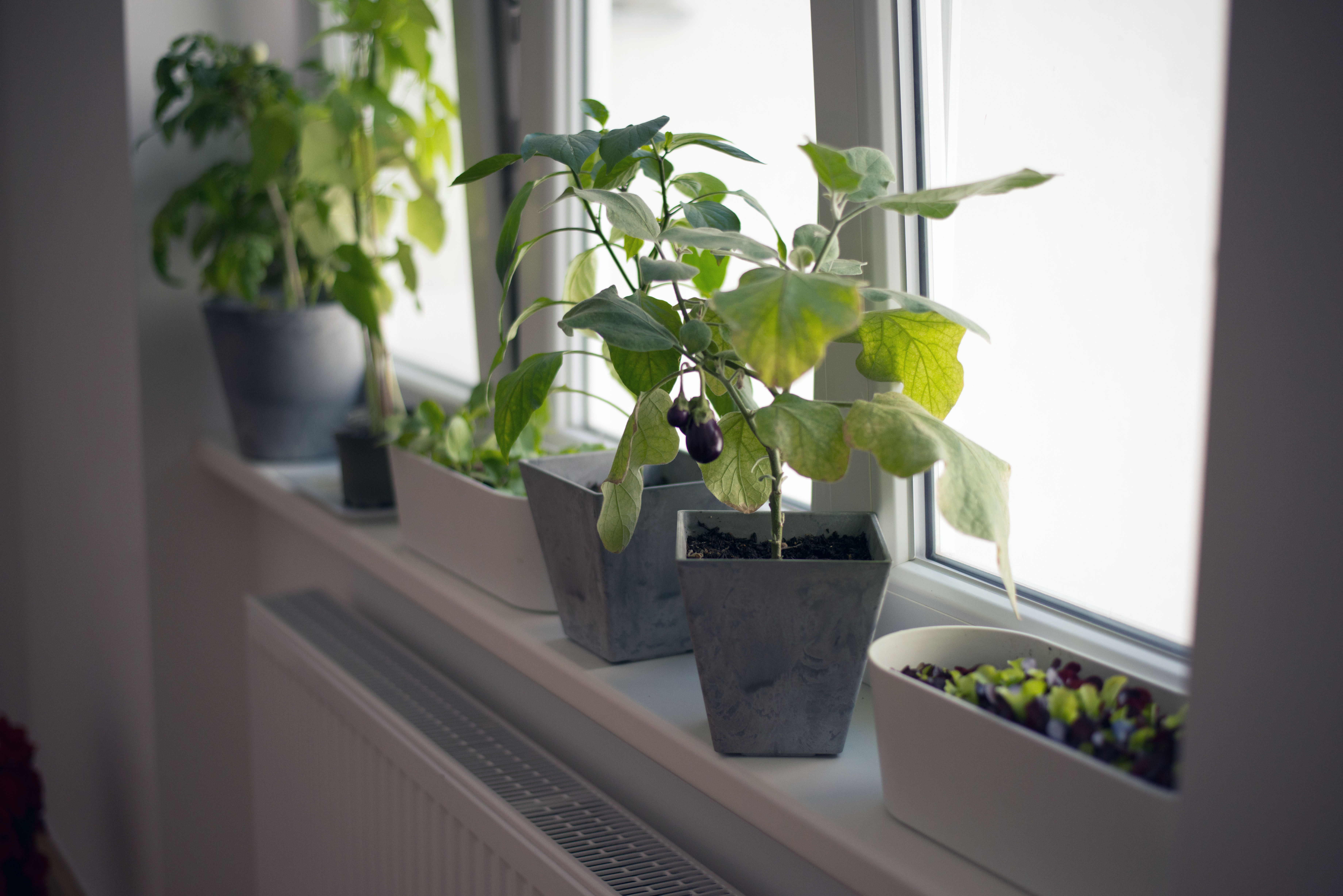 Mein Indoor Garten Plötzlich Köchin Plötzlich Köchin